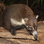 Coati à nez blanc