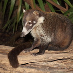 Coati à nez blanc