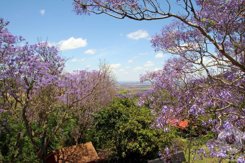 Les jacarandas d'Ambohimanga Mcar_2014_11_5313.jpg