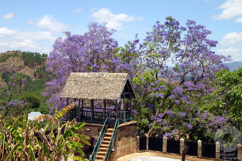 Les jacarandas d'Ambohimanga Mcar_2014_11_5269.jpg