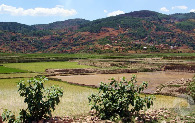 Les rizières des hauts-plateaux Mcar_2014_11_4510.jpg