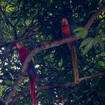 Costa Rica 2018 020859206