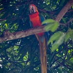 Costa Rica 2018 020923047